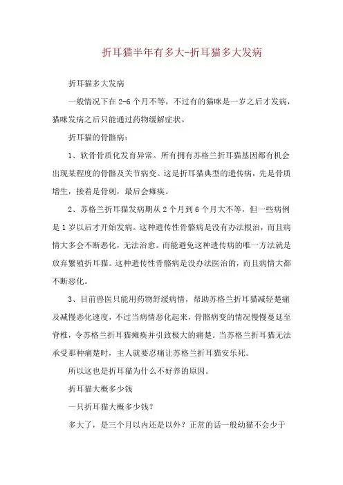 折耳猫半年有多大-折耳猫多大发病