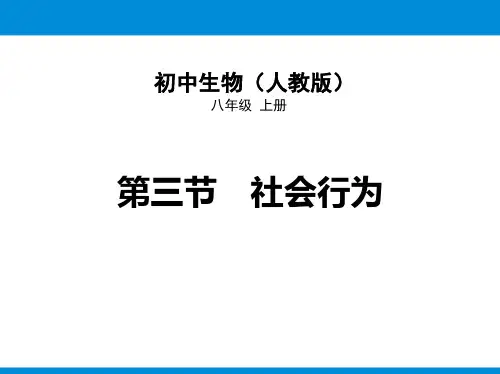 人教版八年级生物上册 社会行为 教学