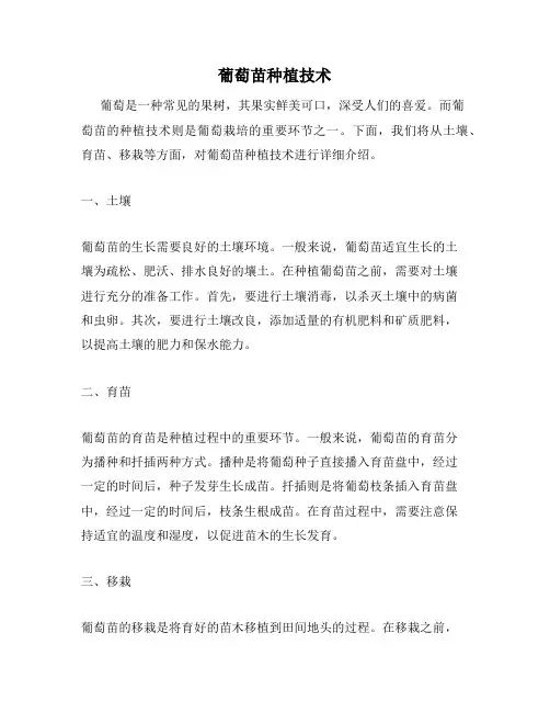 葡萄苗种植技术