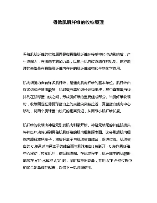 骨骼肌肌纤维的收缩原理