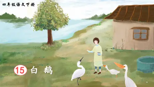统编版四年级语文下册第15课《白鹅》精美课件