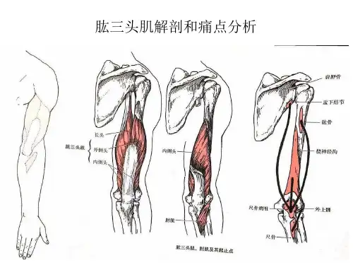 肱三头肌解剖和痛点分析