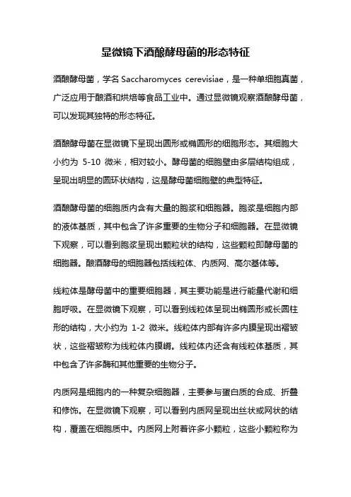 显微镜下酒酿酵母菌的形态特征