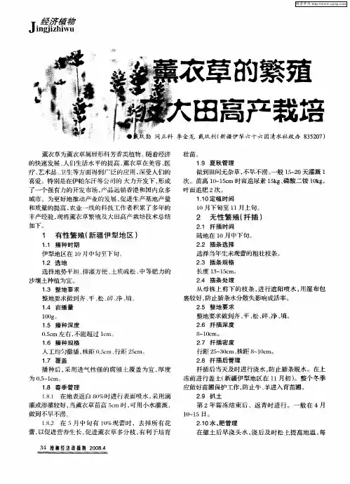 薰衣草的繁殖及大田高产栽培