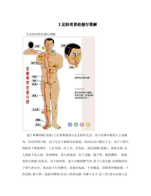 3足阳明胃经循行图解