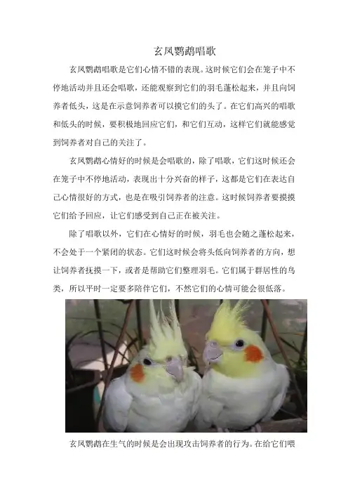 玄凤鹦鹉唱歌