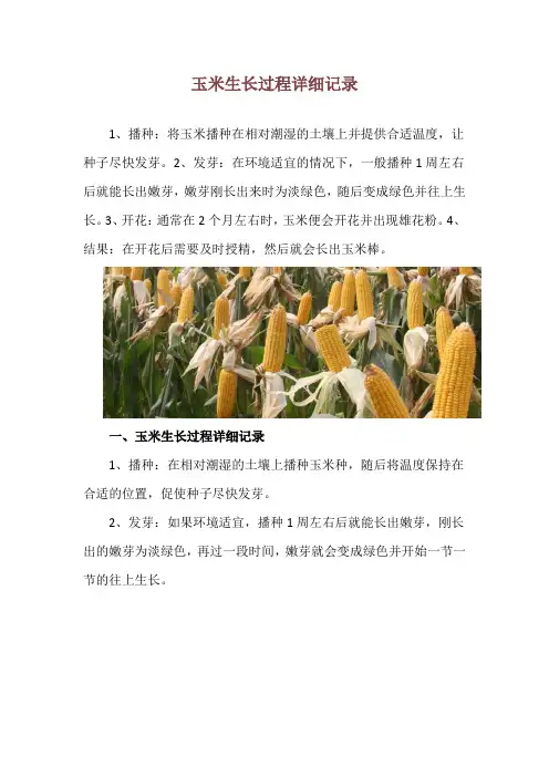 玉米生长过程详细记录
