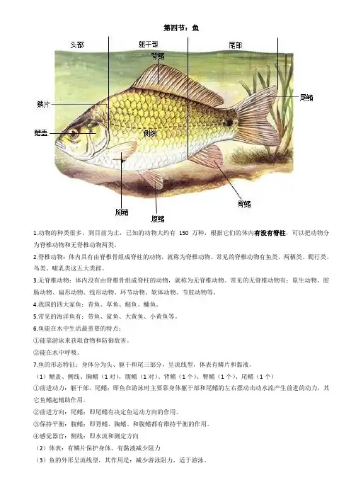 2019年人教版八上生物5.1.4鱼讲义和练习(含答案)