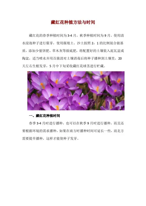 藏红花种植方法与时间