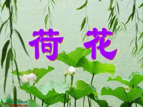 苏教版三年级语文下册《荷花》课件