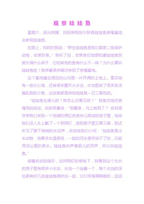 观 察 娃 娃 鱼
