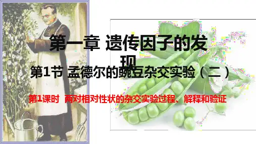 孟德尔豌豆杂交实验(二)课件-2022-2023学年高一下学期生物人教版(2019)必修2