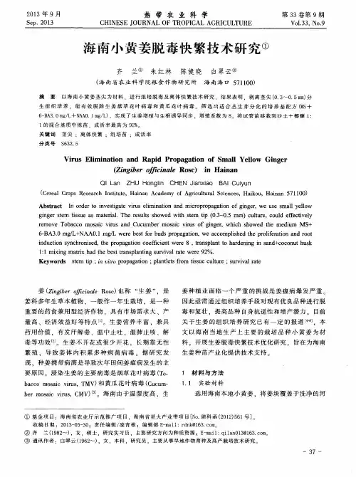 海南小黄姜脱毒快繁技术研究