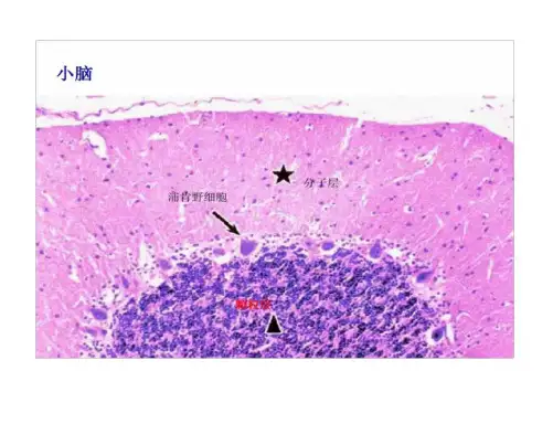 组织学和胚胎学图谱(102页)