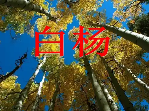 《白杨》PPT课件12