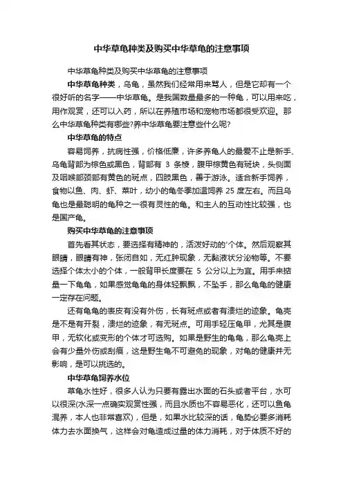 中华草龟种类及购买中华草龟的注意事项