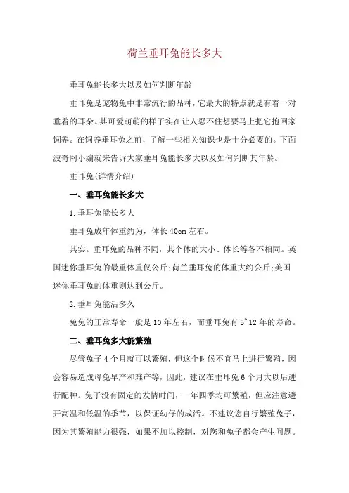 荷兰垂耳兔能长多大