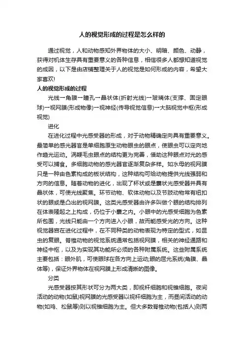 人的视觉形成的过程是怎么样的