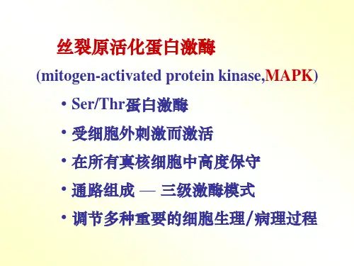 第九章MAPK信号转导通路