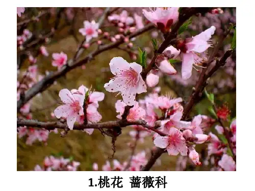 木本花卉10种