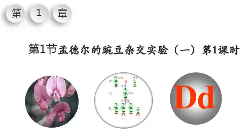 1.1 孟德尔的豌豆杂交实验(一)(第1课时)高一生物课件(人教版2019必修2)