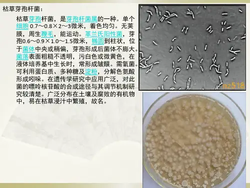枯草芽孢杆菌