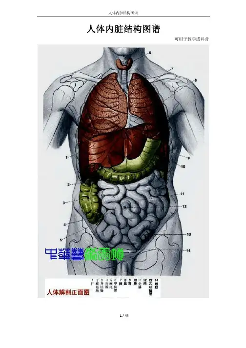 人体内脏结构图谱