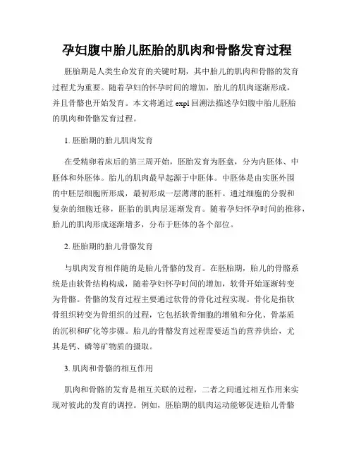 孕妇腹中胎儿胚胎的肌肉和骨骼发育过程