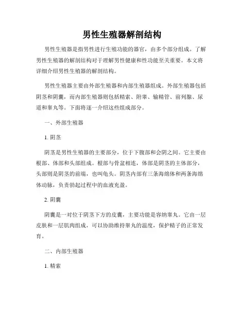 男性生殖器解剖结构