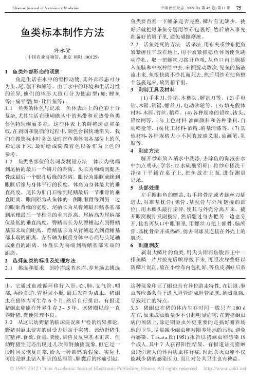鱼类标本制作方法