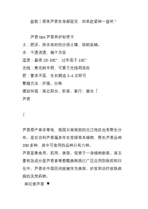 盆栽│原来芦荟全身都是宝,回来赶紧种一盆吧!