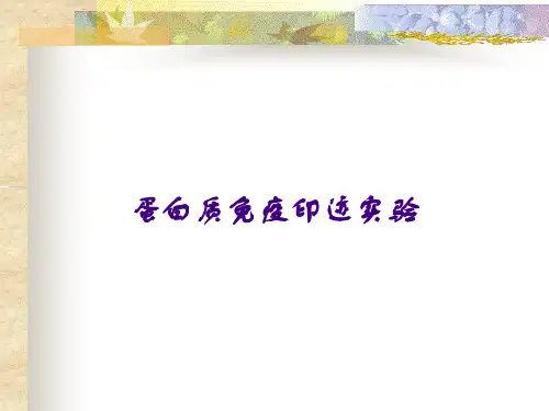 蛋白质免疫印迹实验