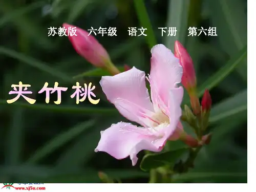 《夹竹桃》PPT课件