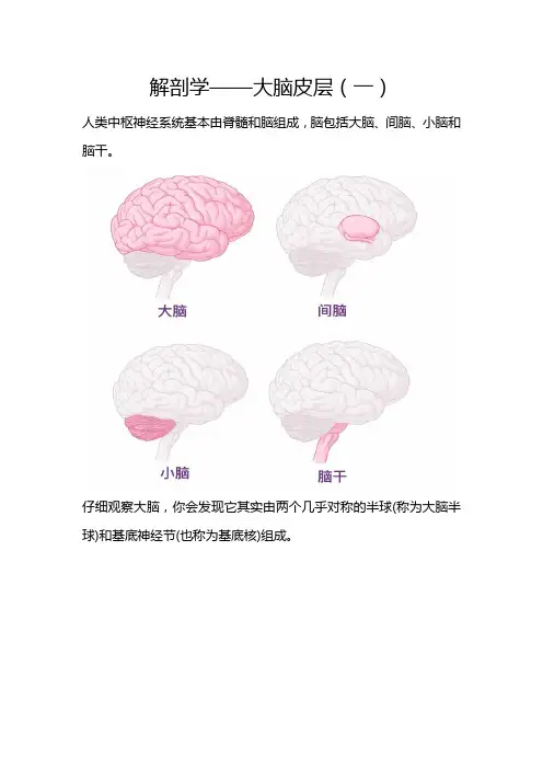 解剖学——大脑皮层(一)