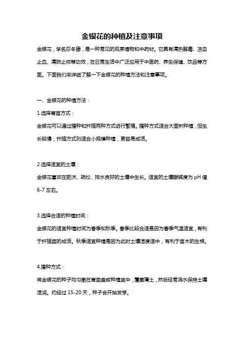 金银花的种植及注意事项