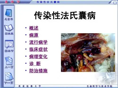 04 传染性法氏囊