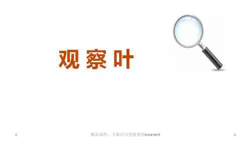 (新整理完整版)《观 察 叶》优质公开课PPT(精编课件)