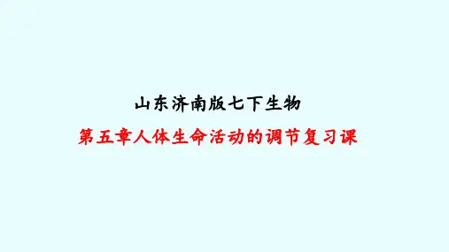 人体生命活动的调节复习课件济南版生物七年级下册