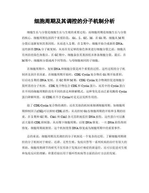 细胞周期及其调控的分子机制分析