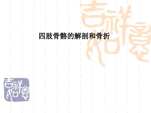 四肢骨骼的解剖和骨折