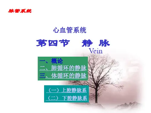 静脉系统解剖