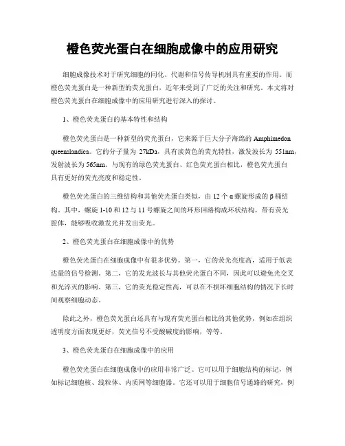 橙色荧光蛋白在细胞成像中的应用研究