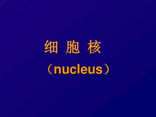 细胞的基本单位-细胞6 细胞核