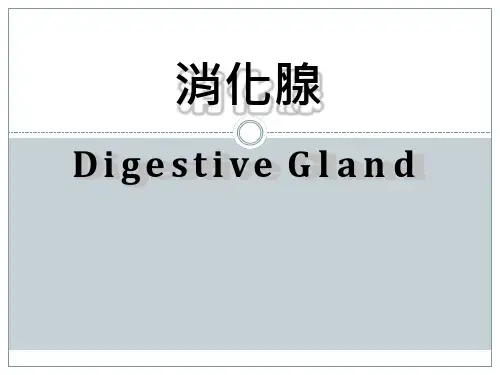 【课件-组织学与胚胎学】_15.消化腺