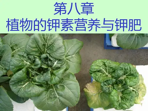 植物的钾素营养与钾肥 PPT课件.ppt
