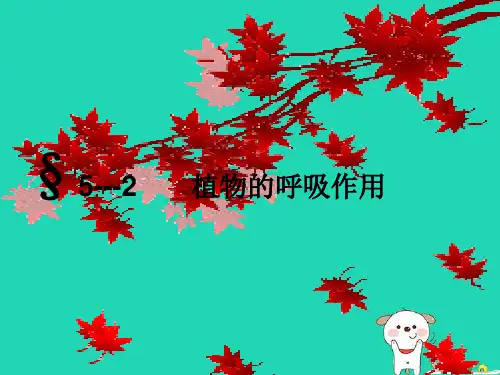 《呼吸作用》课件(北师大版)