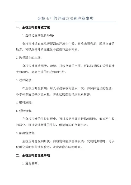 金枝玉叶的养殖方法和注意事项