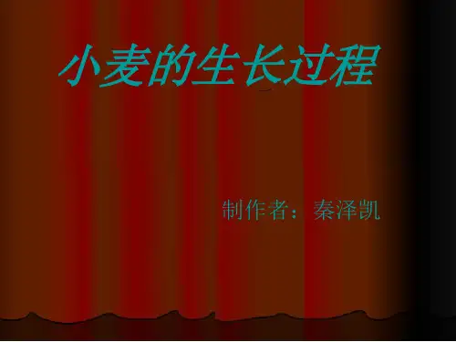 小麦的生长过程汇总