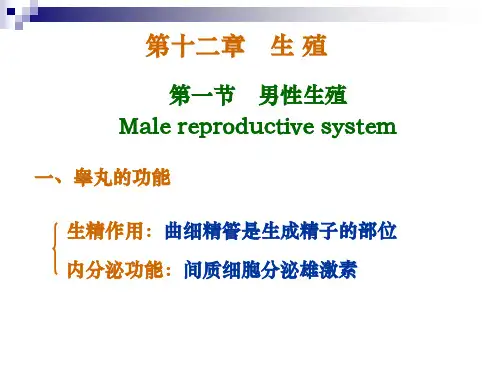生理学经典ppt第十二章 生殖