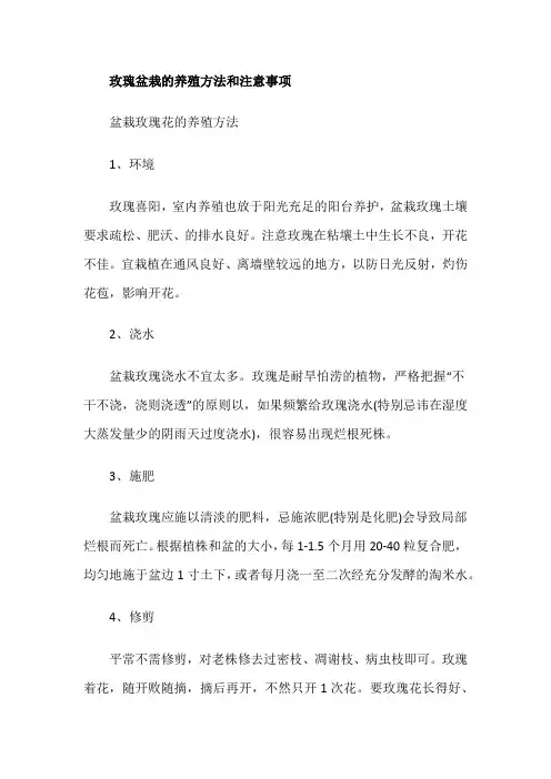 玫瑰盆栽的养殖方法和注意事项